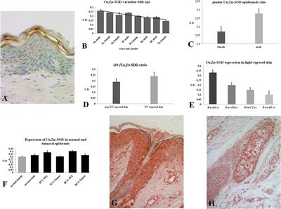 Copper/Zinc-Superoxide Dismutase in Human Epidermis: An Immunochemical Study